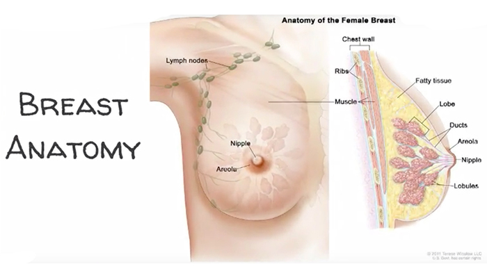 Cross section of female breast anatomy Royalty Free Vector