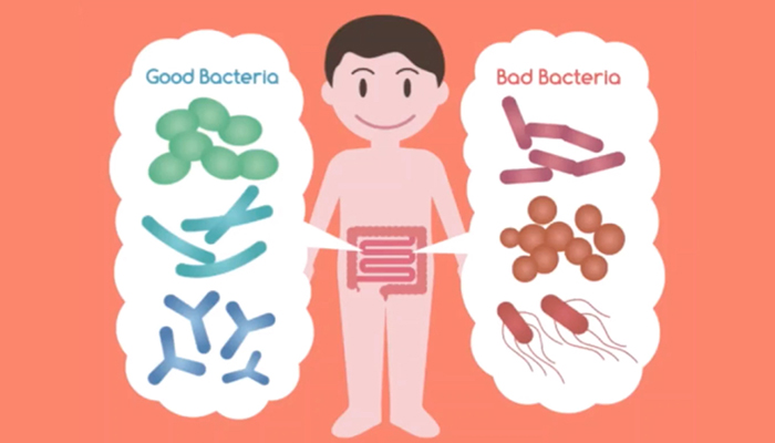 cartoon displaying the good versus bad bacteria in intestines
