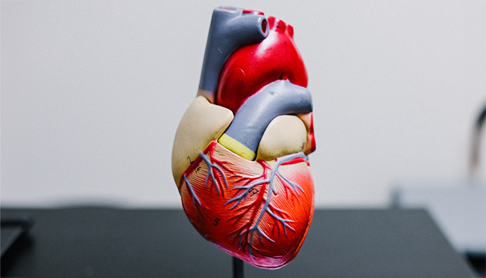 anatomical model of a human heart
