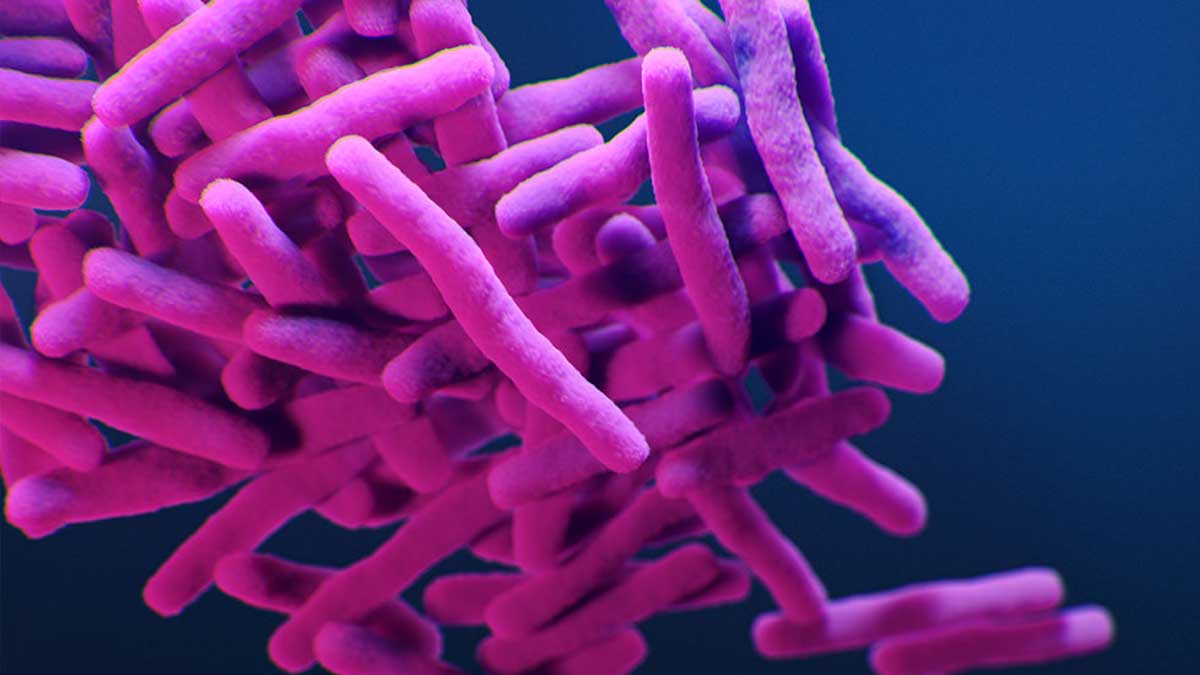 Rendering of tube-like bacteria, which cause tuberculosis.