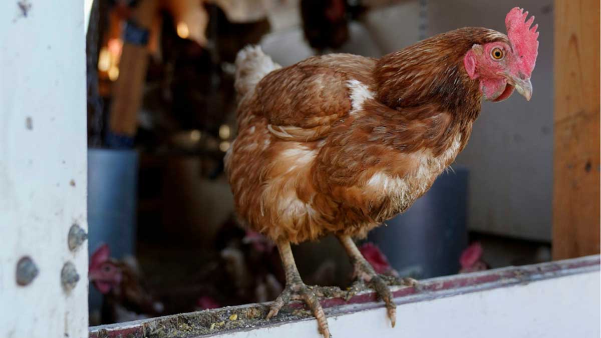A closeup of a chicken.