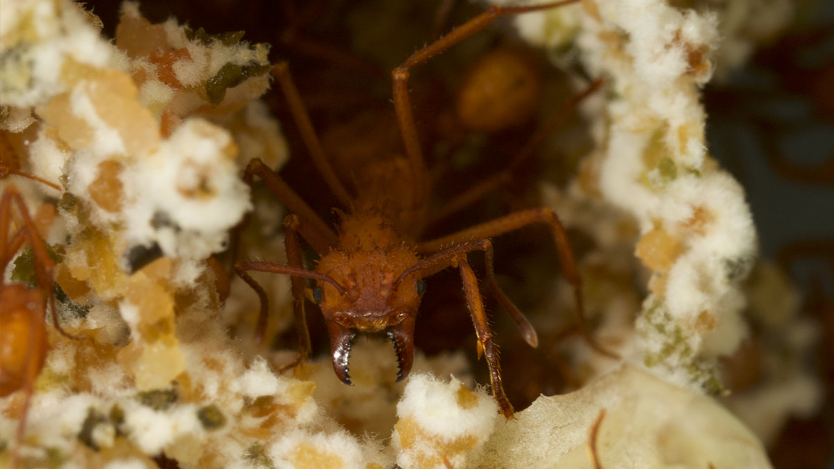 A close-up photo of an ant inside its fungal garden.