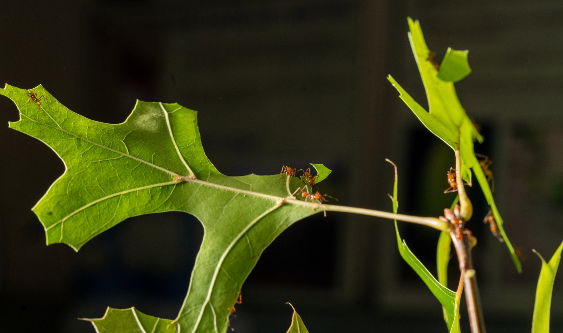 Ants can be seen walking on a leaf.