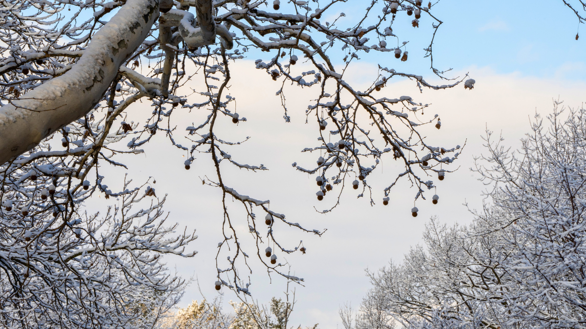 McMaster University campus in the winter.